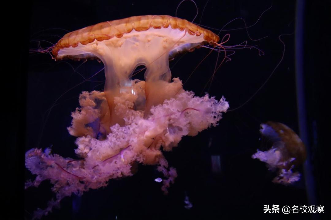 蔚蓝做苍穹，鱼儿变繁星！新川学子，走进浩海立方，探秘无限海洋