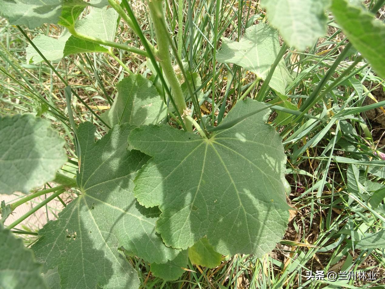 閲戝煄鑺辫,鍏板窞閲戝煄鑺辫