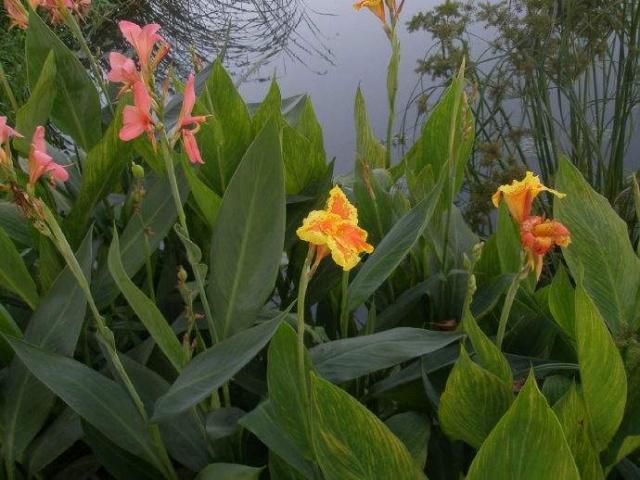 最好养的水里花,家养水生花