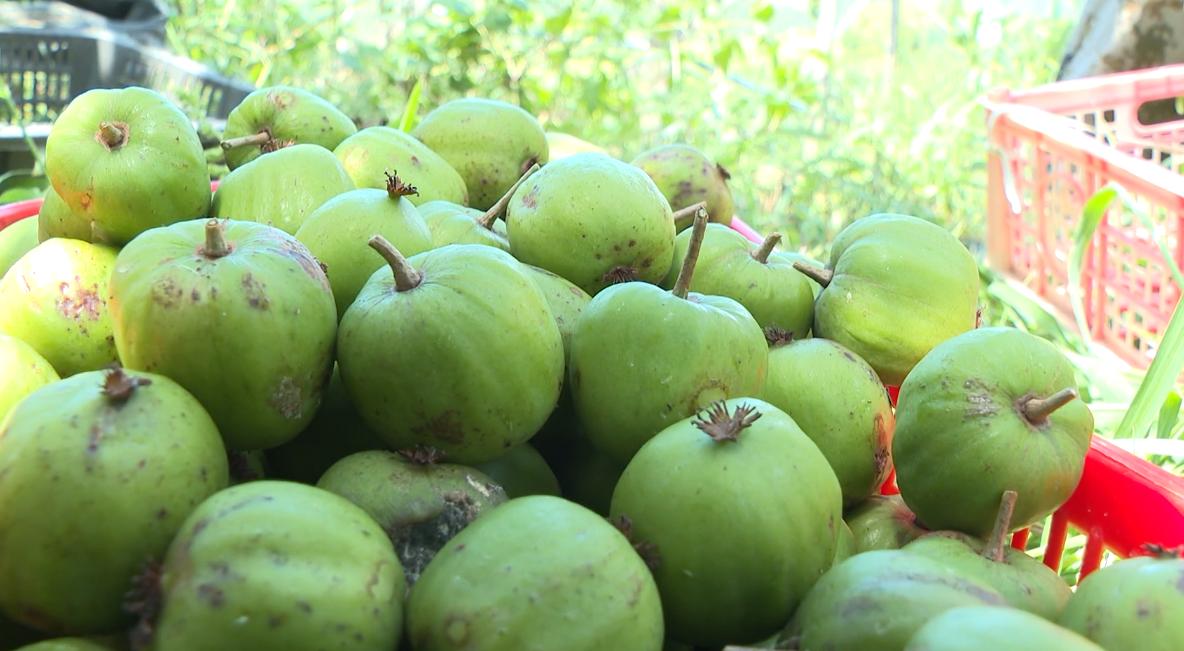 质优价高效益好！圣井山上的“超级水果”奇异莓上市