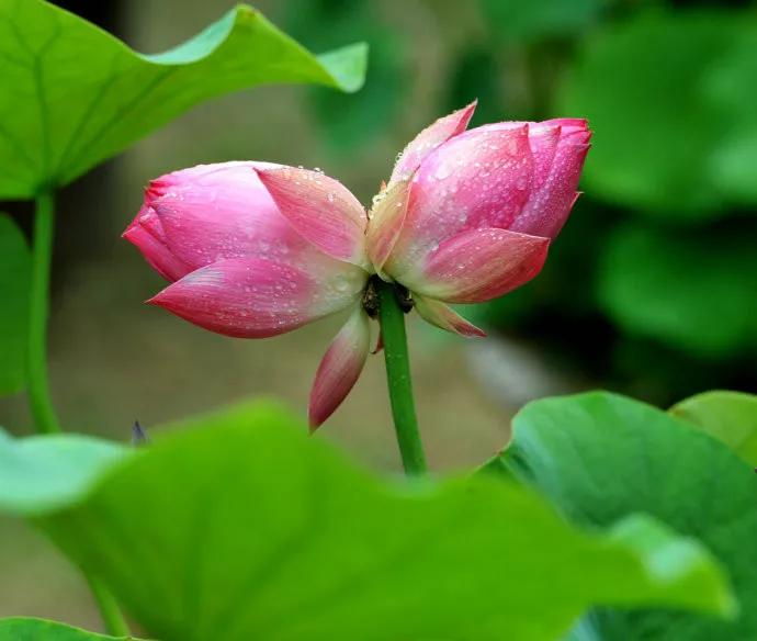 合肥一中高考录取北大清华名单,合肥今年高考清华北大人数