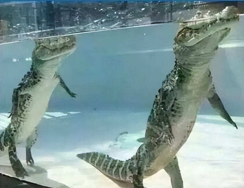 你知道的最震惊的冷知识是什么？