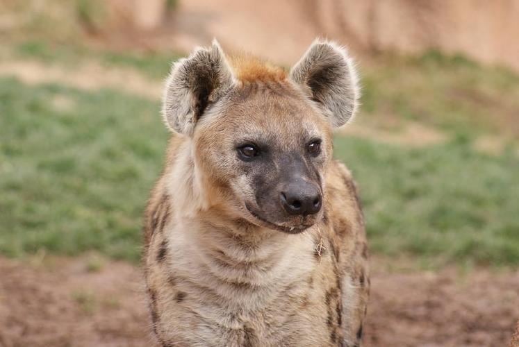 狮子都怕的鬣狗！靠掏肛术称霸非洲，实属无奈之举？