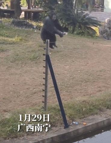 猩猩扔水瓶砸伤游客账号,动物园称猩猩砸伤游客系正当防卫