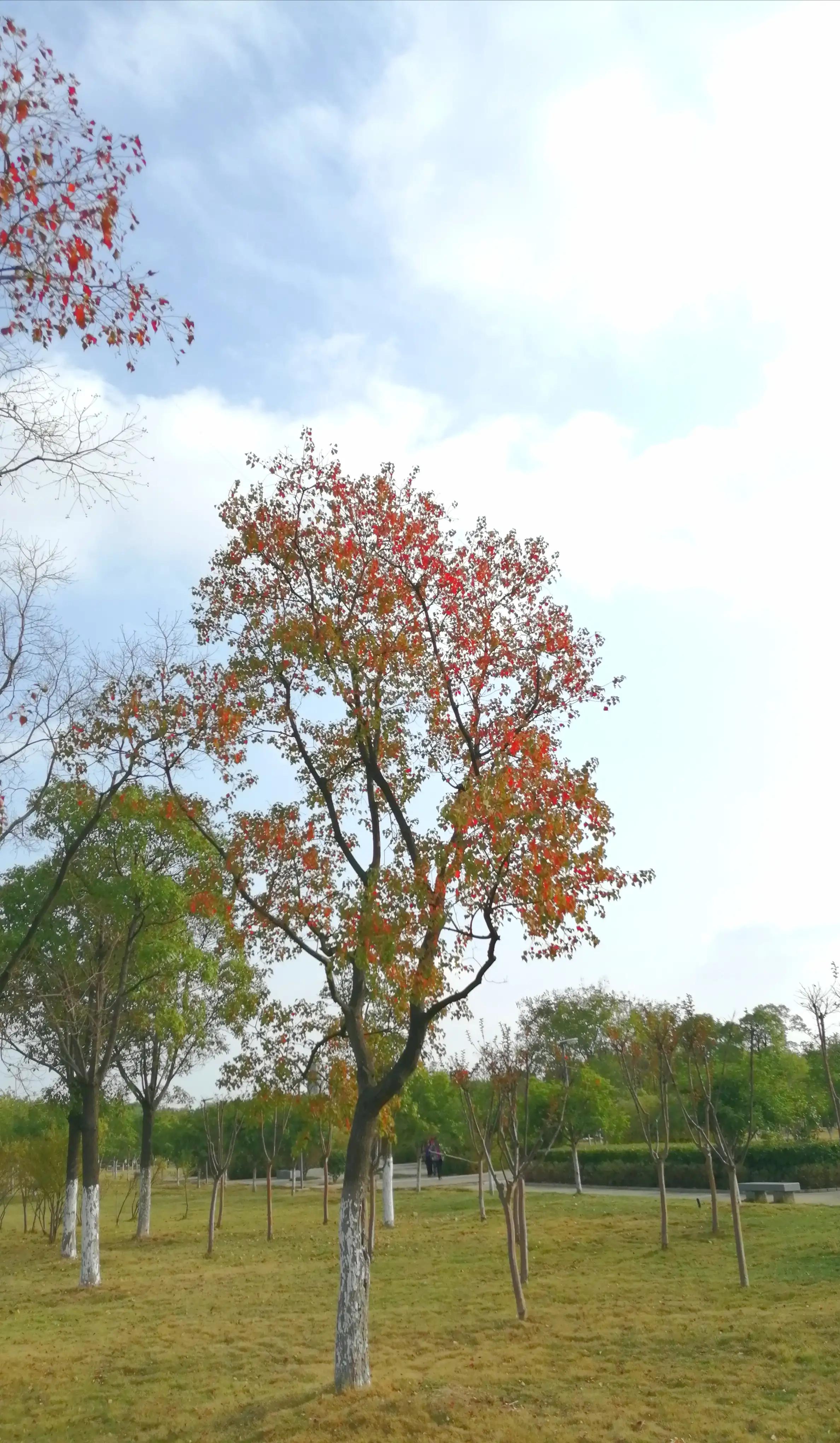 古诗词里的诗情画意,诗情画意古诗高难度