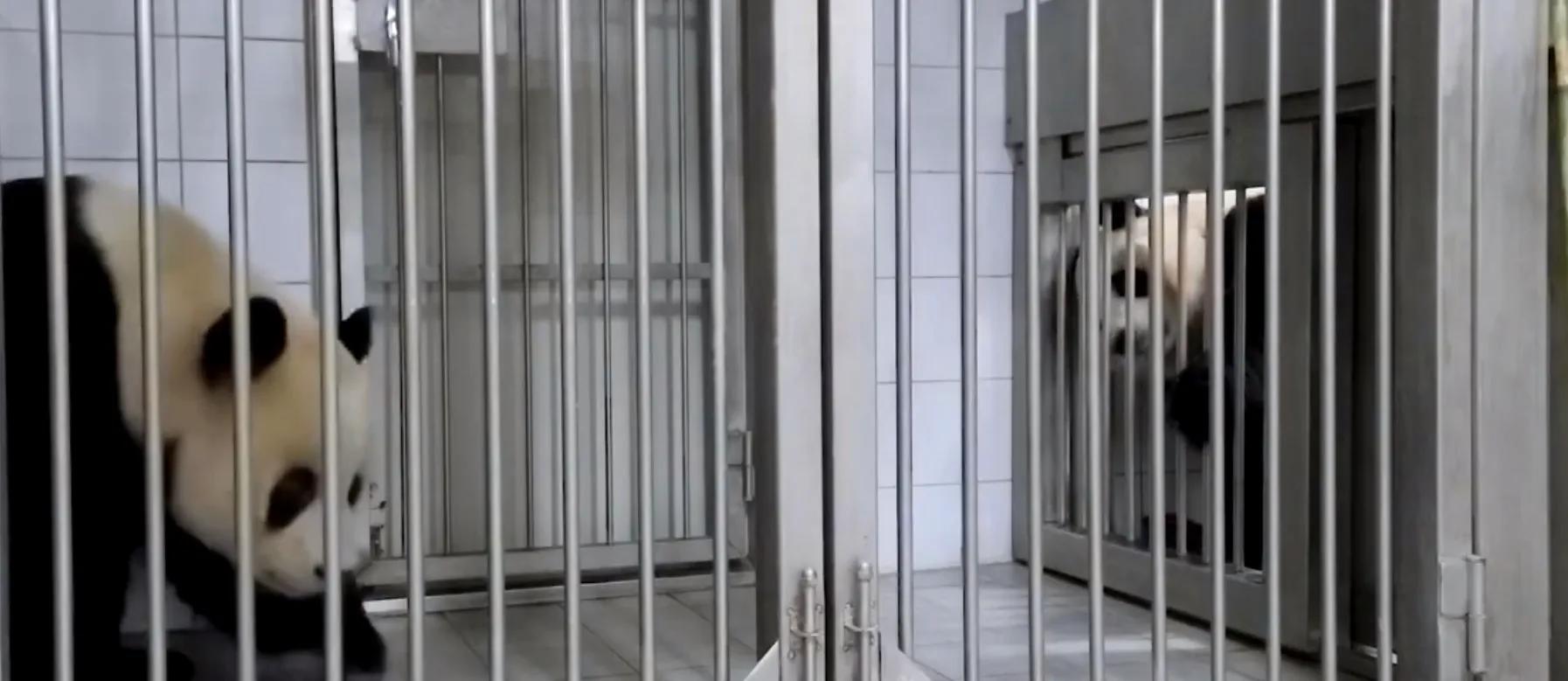 央妈也蹭热度官宣爱宝二胎，宝家族自然繁育的故事，再次开花结果