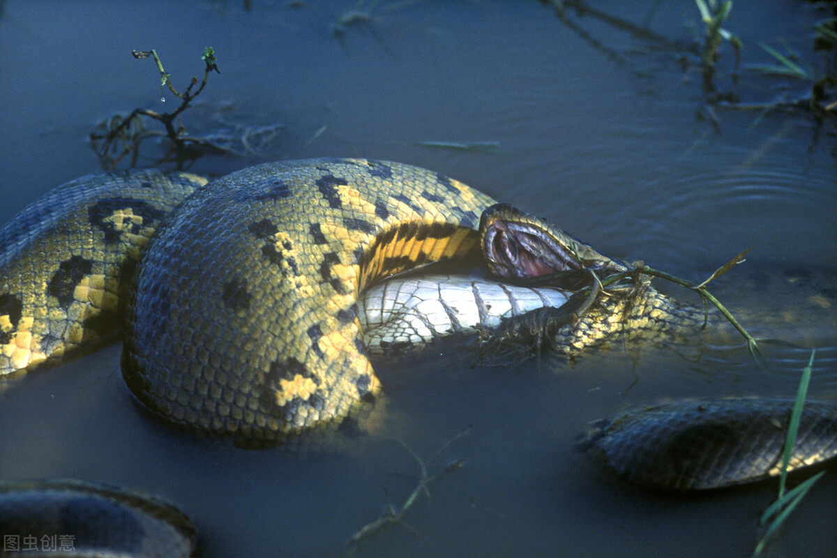 亚马逊河十大危险动物,亚马逊最危险的动物排名