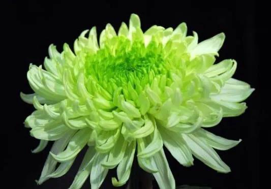 绿牡丹菊花名贵稀有吗,菊花绿牡丹介绍