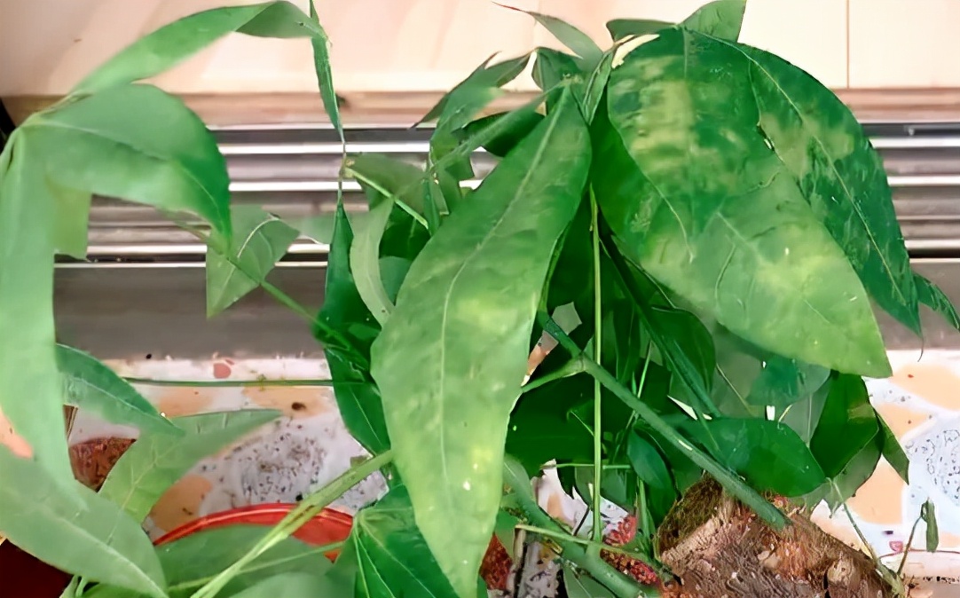 发财树叶子生病虫害打什么药,发财树有病虫害怎么处理