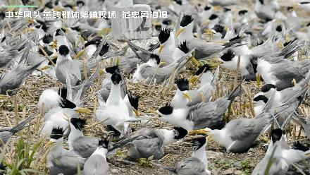 鸟人图鉴│陈水华、范忠勇追寻“神话之鸟”——中华凤头燕鸥