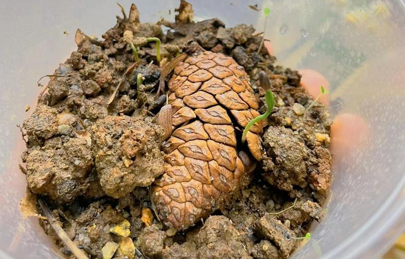 松果的生长过程小视频,松果成长过程