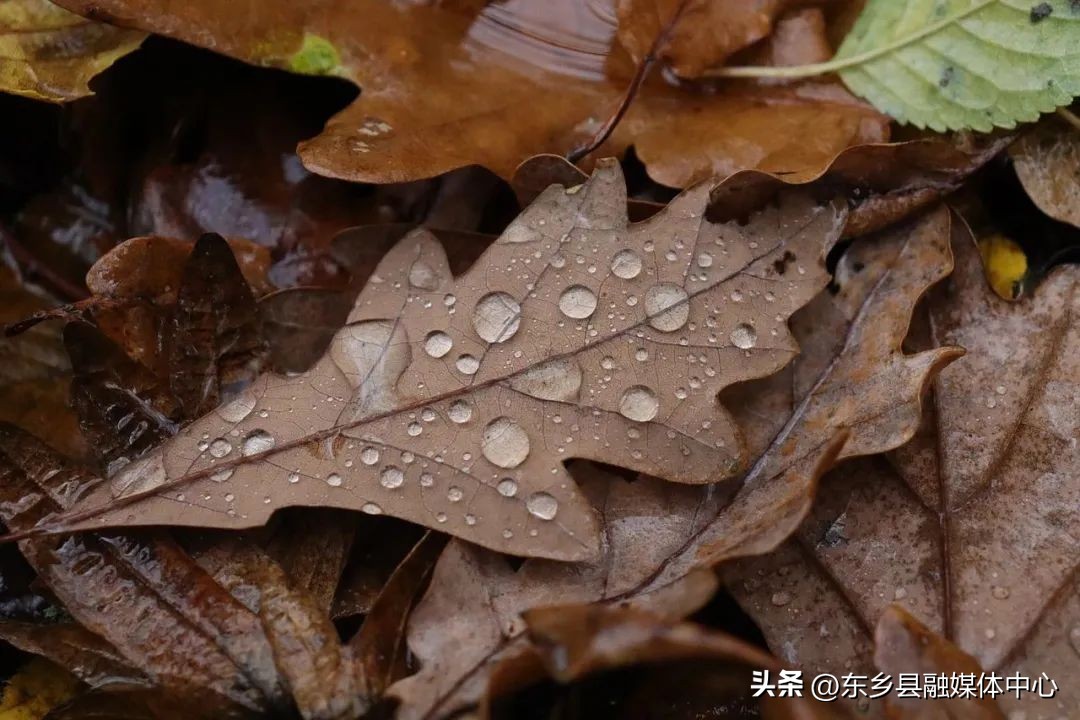 雨水古诗大全100首,极美的十首春雨诗词