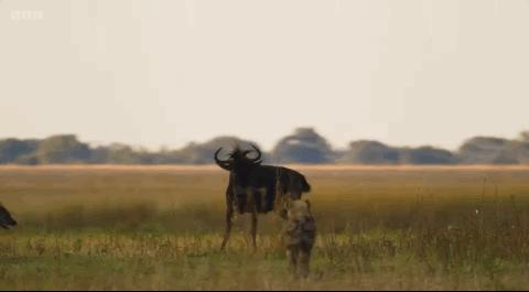 豆瓣评分甄嬛传,甄嬛传豆瓣深度分析
