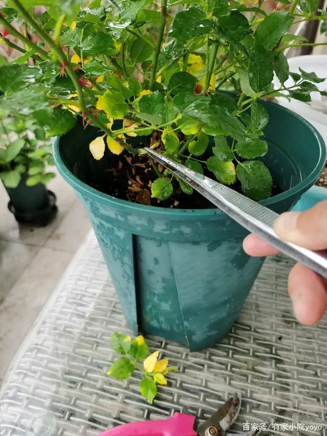 养花黄叶必须用剪刀剪吗,养花开花前怎么修剪