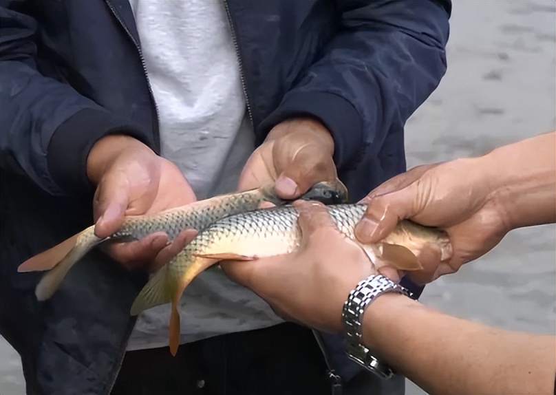 小伙创业一亩田养鱼能挣多少钱,年赚600万的稻田养鱼