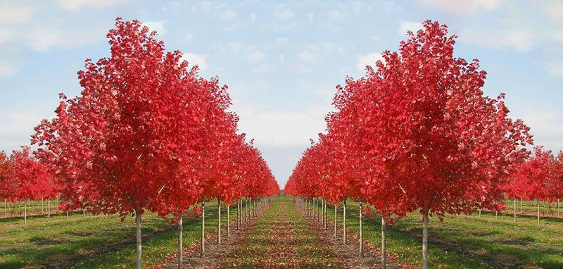 十年前种的树现在能卖多少钱,现在种树什么树值钱