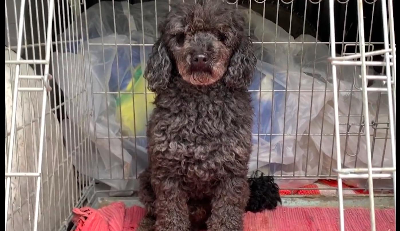 泰迪在路上求救,泰迪从车上掉下来追着主人