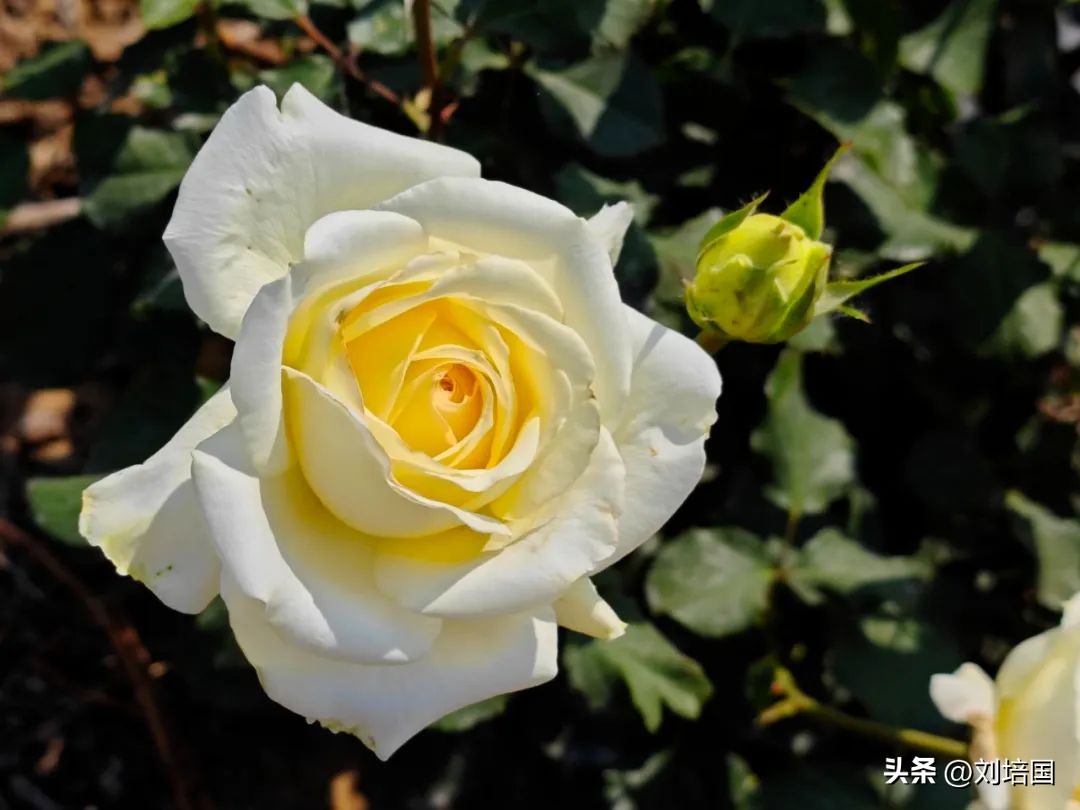 市花月季公园,市花月季