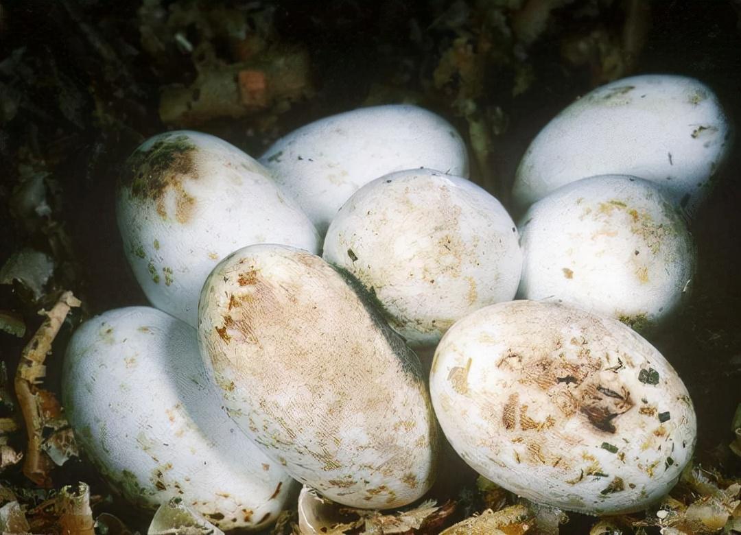 雌蛇有雄性生殖器吗,雌蛇是有性生殖吗