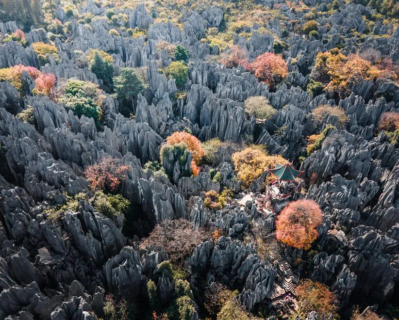 上海市白玉兰荣誉奖,上海白玉兰荣誉奖2020