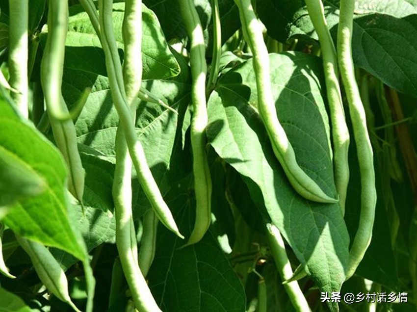如何种植无架豆角四季豆,架豆种植多久结架豆