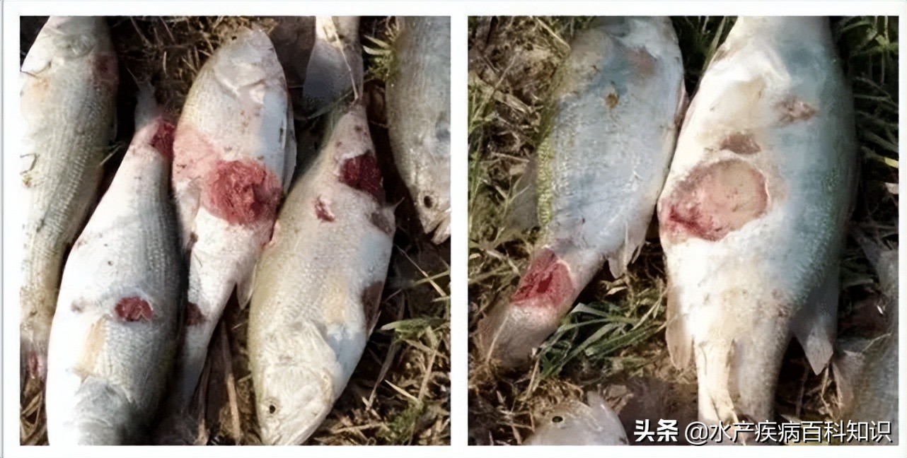 我善治渔效果怎么样,我善治渔产品怎么样