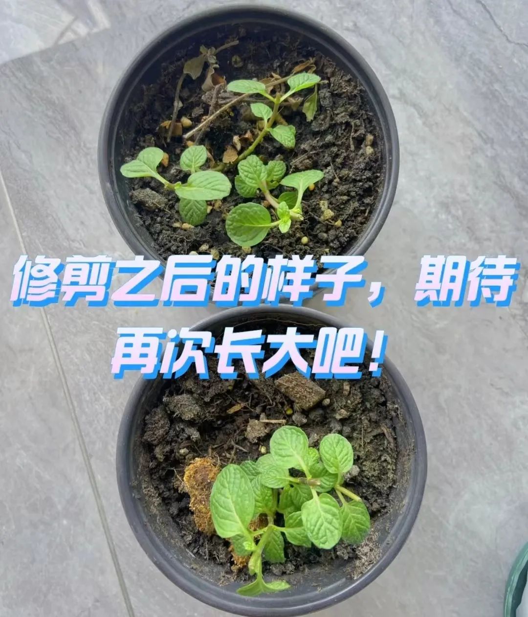 薄荷怎么养才能爆盆能晒太阳,一枝薄荷怎么养才能爆盆