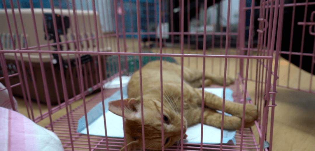 流浪猫数量过多的问题,控制流浪猫数量的方法