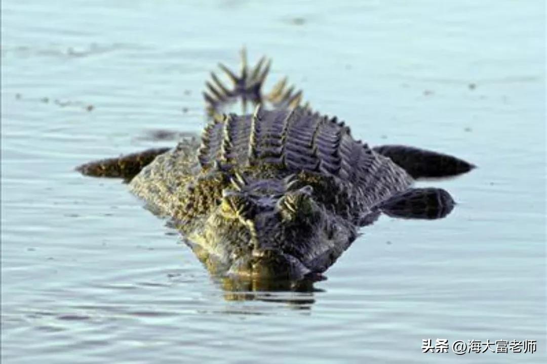 巨蟒大战恐鳄电影中巨蟒有几米,巨蟒大战恐鳄电影片段