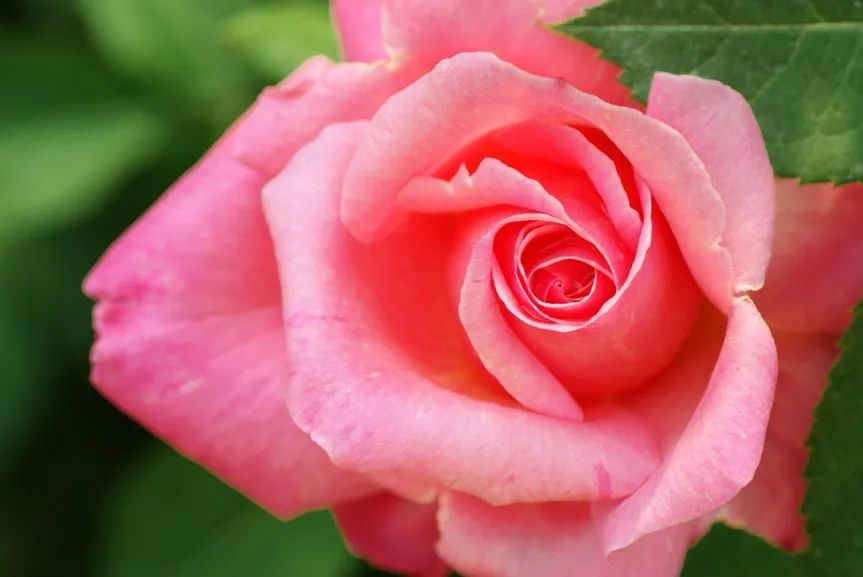 索尼单反所有机型对比图,数码单反编年史黄金时代尼康