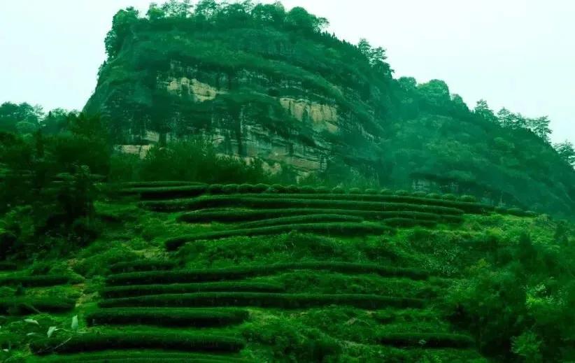 岩茶天花板价格,岩茶天花板合集