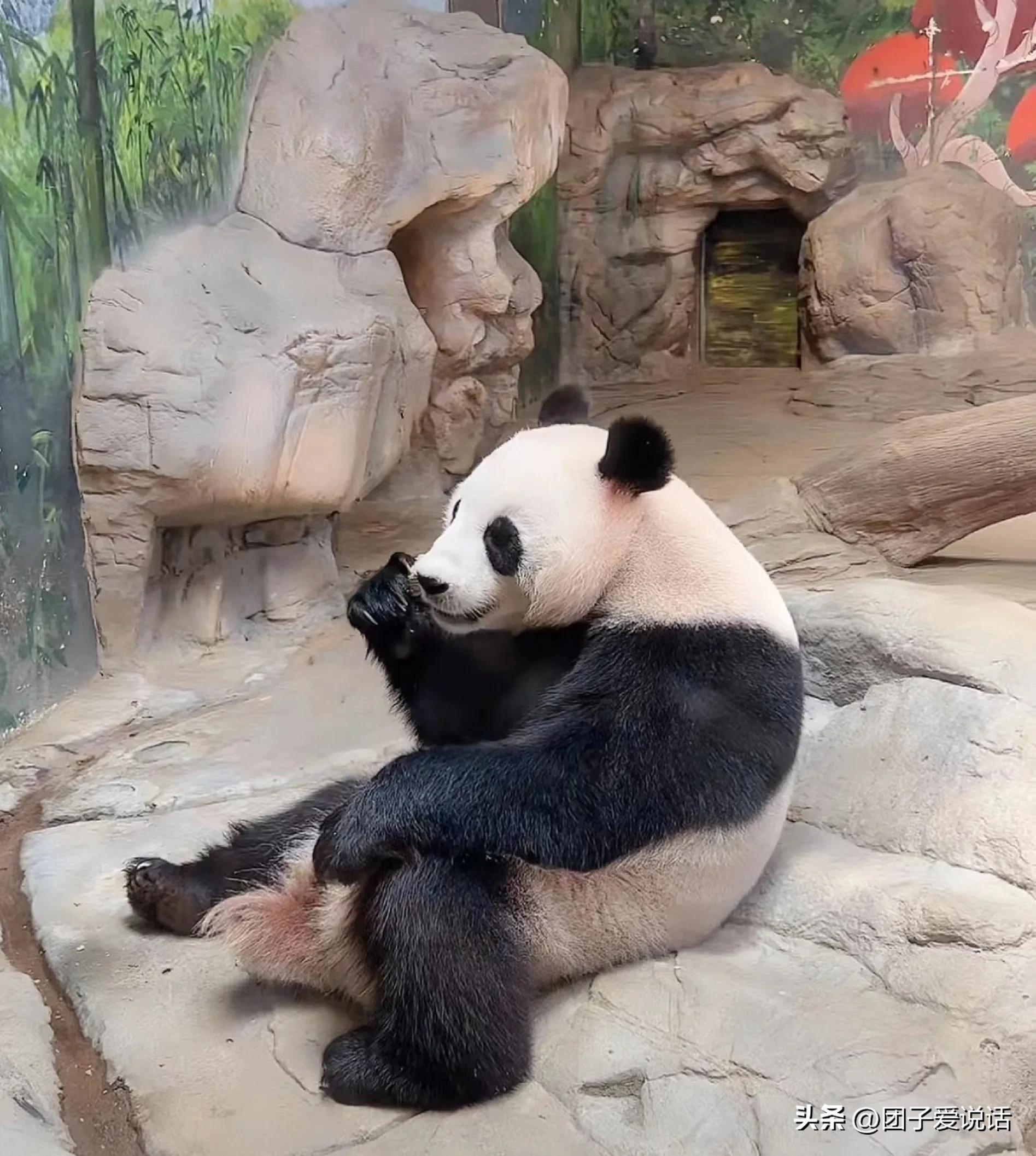 广东广州长隆动物世界看大熊猫,认识成都大熊猫