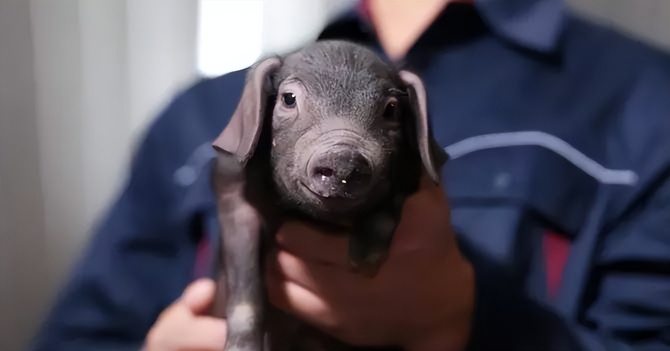 悲报！网易的养猪场，可能真要撑不住破产了！