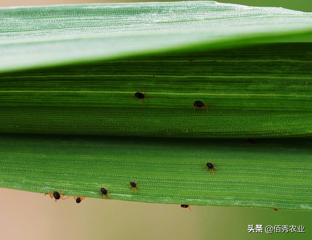 小麦红蜘蛛防治标准是多少,小麦红蜘蛛危害标准