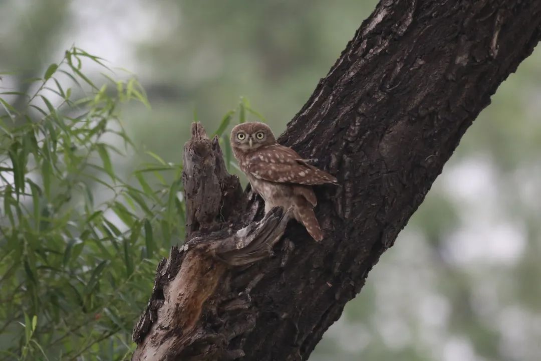 师大寻鸟记，这些小可爱，你都见过吗？