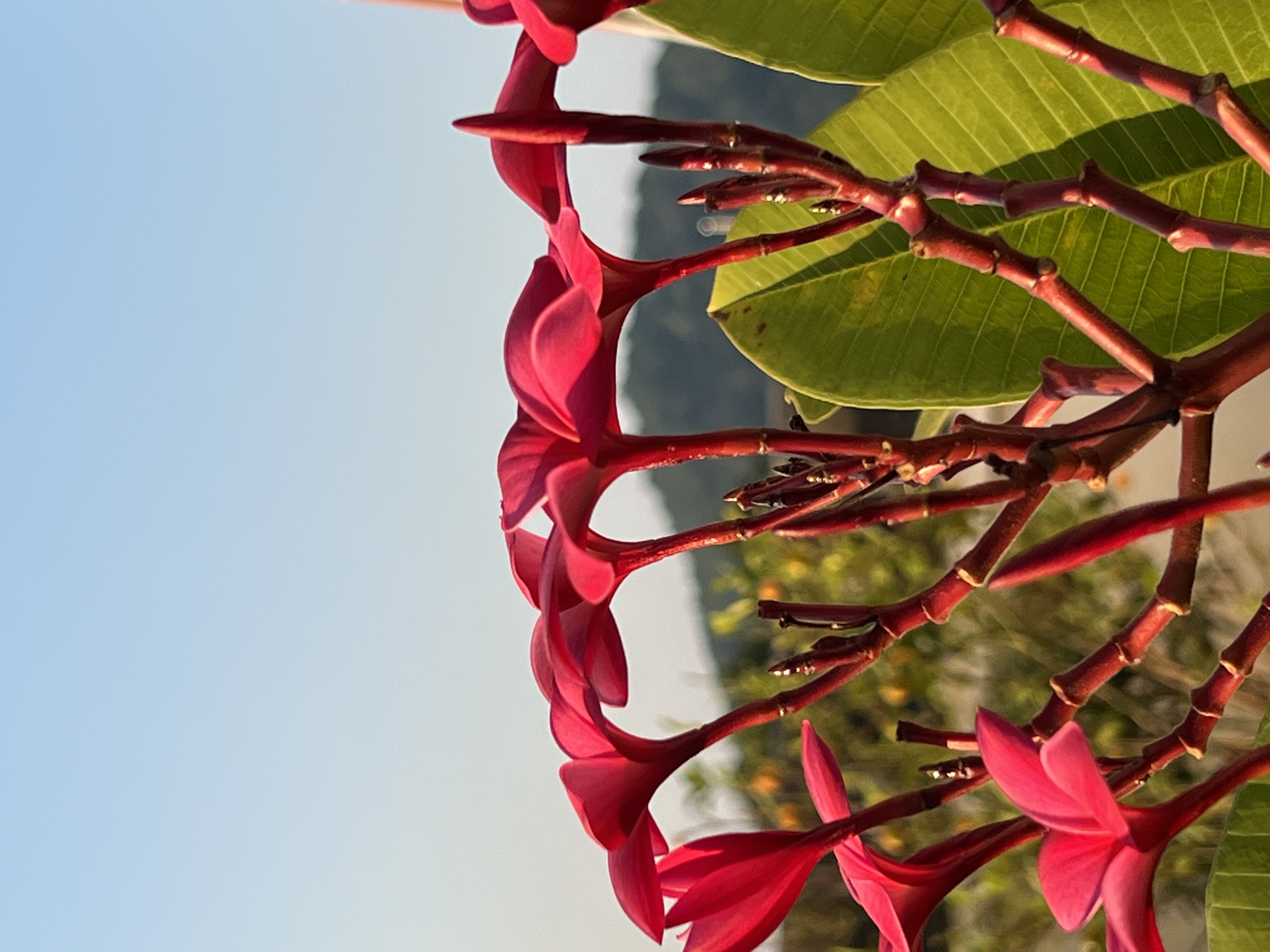 iphone12promax和13promax对比,iphone13promaxapplecare价格