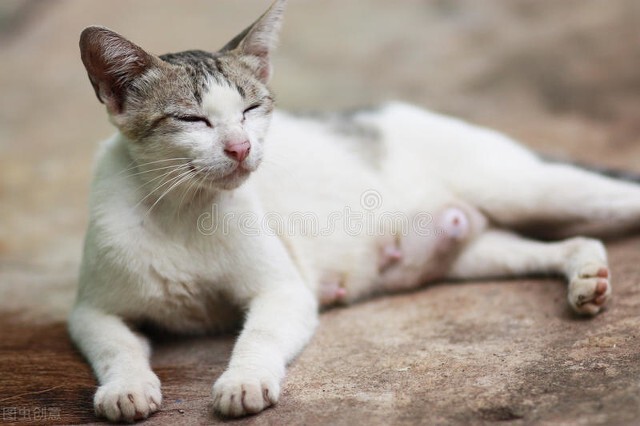 家猫怀孕的要怎么照顾,家有孕猫和其它猫咪怎么相处