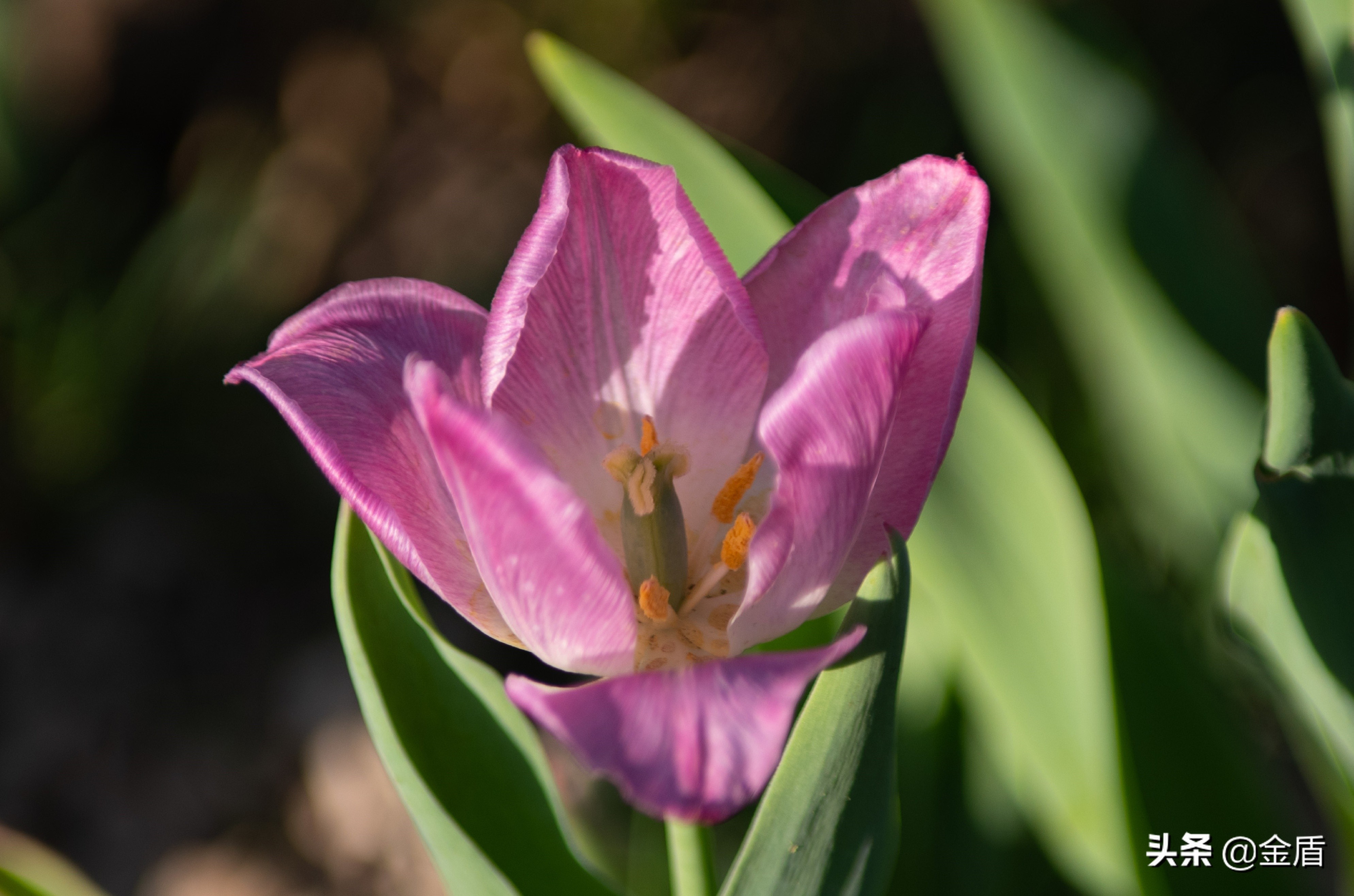 荷兰国花郁金香介绍1500字,荷兰国花是郁金香的原因