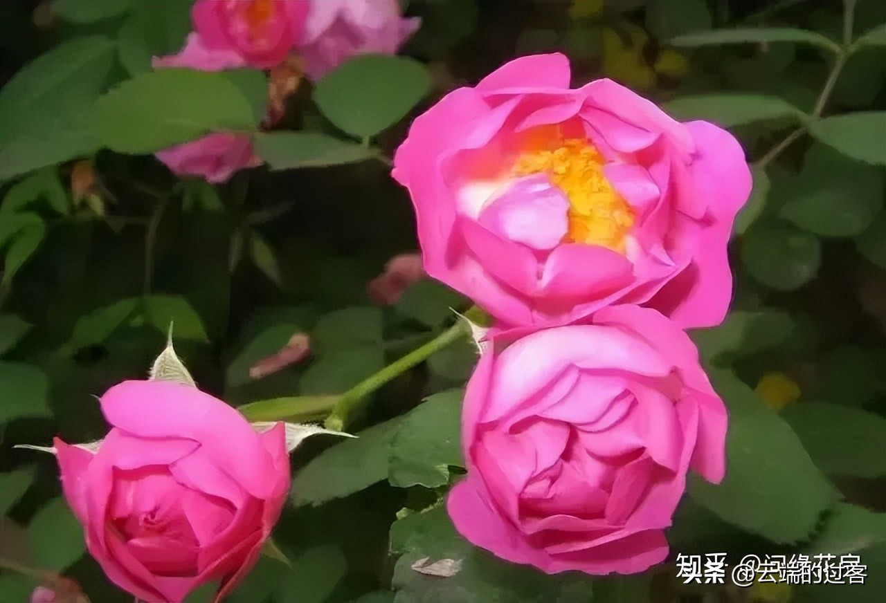 1到99朵玫瑰的含义图片,1到99朵玫瑰花语是什么