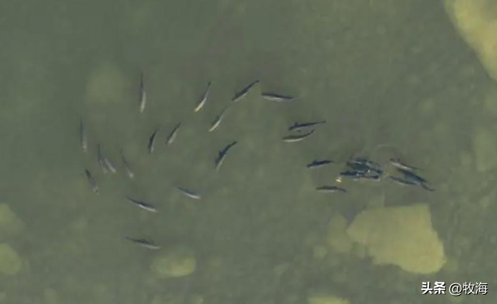 一半喜一半忧,一半喜一半忧粤语