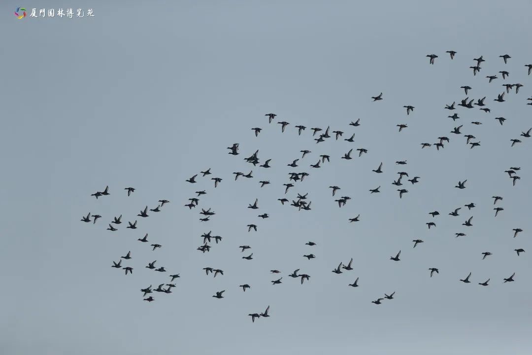 今年春节厦门哪里适合遛娃,春节厦门遛娃游玩攻略