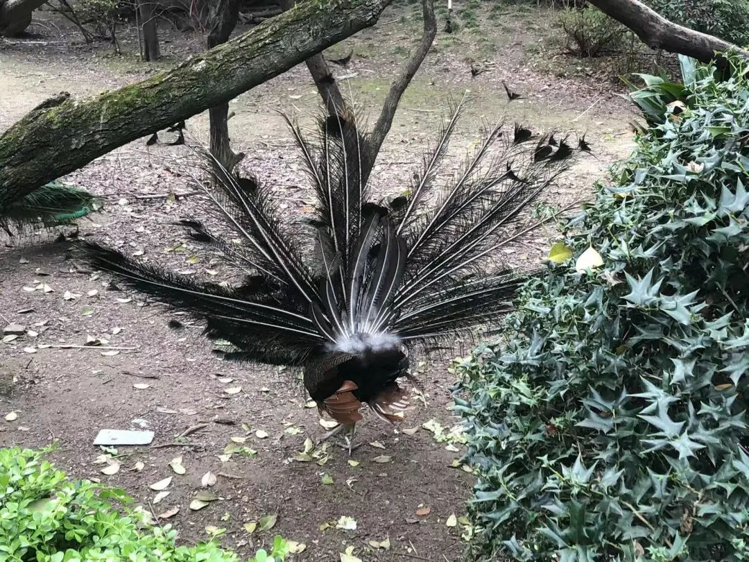 猪的乳头肉可以吃么,猪的乳头肉能吃吗