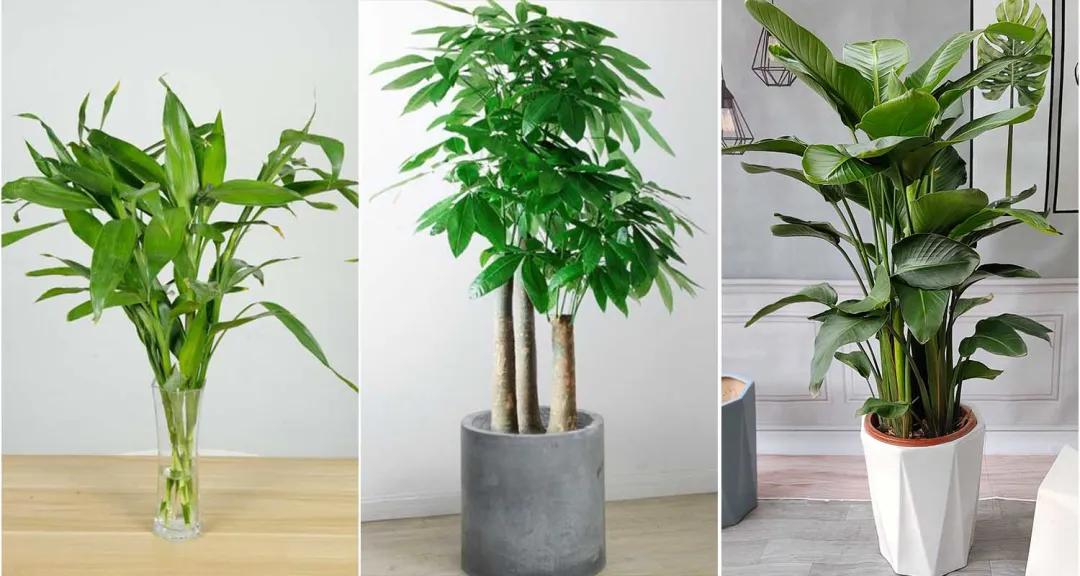 家居绿植可不能随便摆~