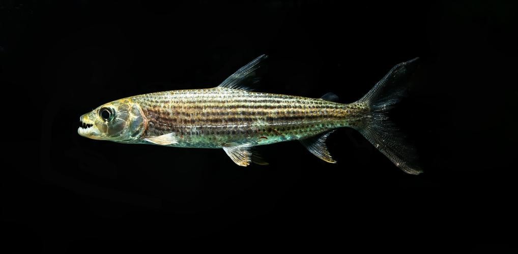 每天了解一种动物,每天了解一种动物锯鳐