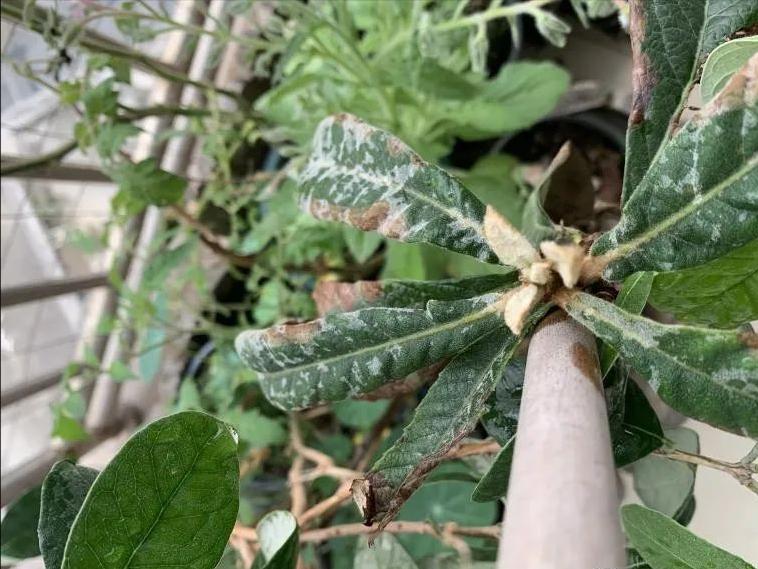 阳台适合种的果树蔬菜,阳台可以种植什么小果树