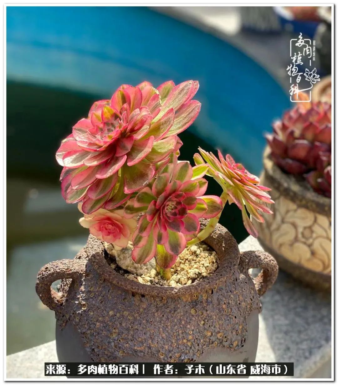 法师多肉成长史,法师多肉新手教程