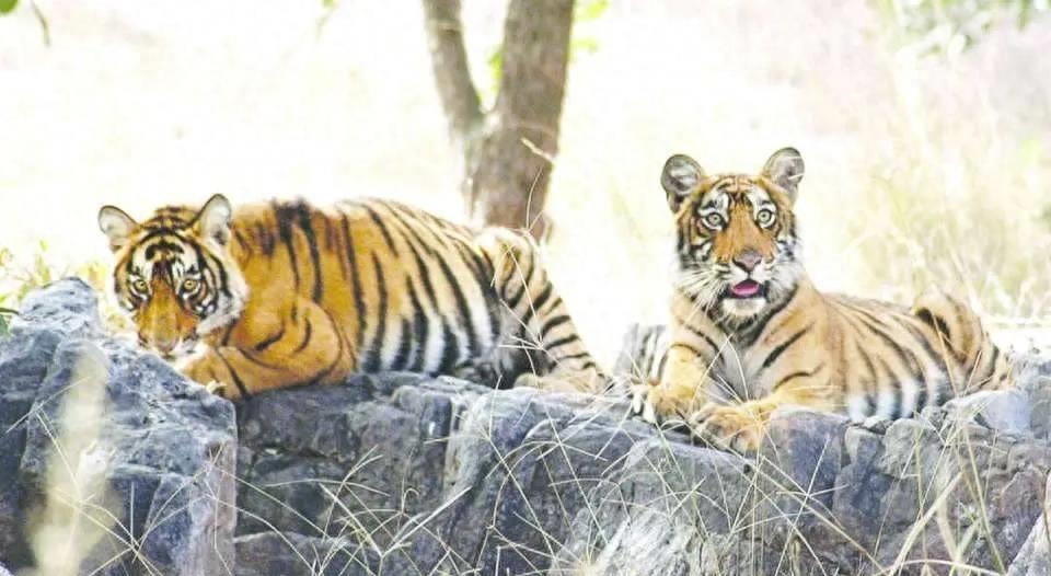 老虎领地的真相,老虎领地数百平方公里