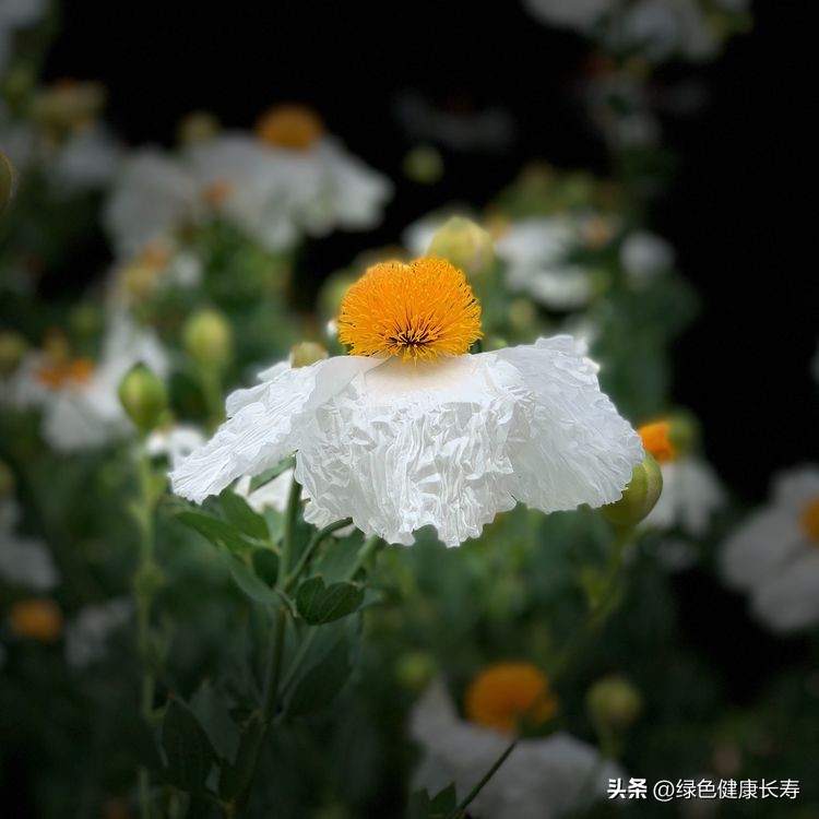 世界花园风景,世界花园