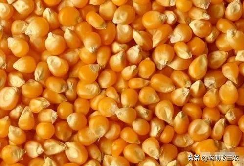 玉米种子价格波动是因为什么,今年玉米种子价格上涨了吗