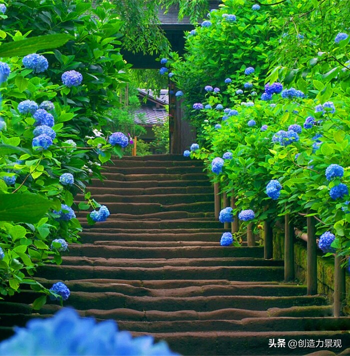 绣球花怎么浇水施肥,绣球花冬季怎么浇水最正确